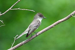 Eastern Phoebe